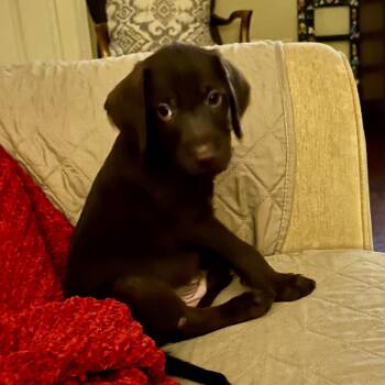 Jameson -  Flat Coated Retriever and Chocolate Labrador Retriever Dog for Adoption - Jameson | PetCurious