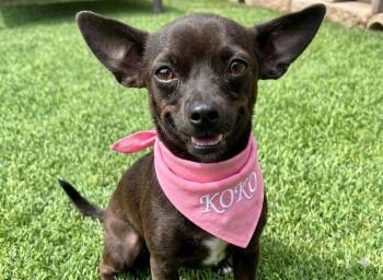 Chihuahua Dogs Available for Adoption in Dallas, Texas - KOKO | PetCurious