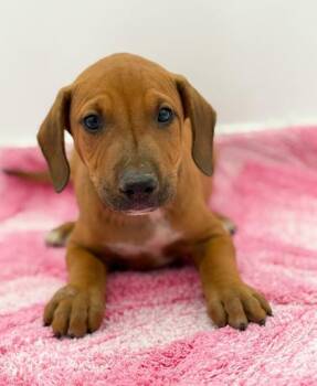 Linus -  Terrier and Mixed Breed Dog for Adoption in Bowling Green, Kentucky - Linus | PetCurious