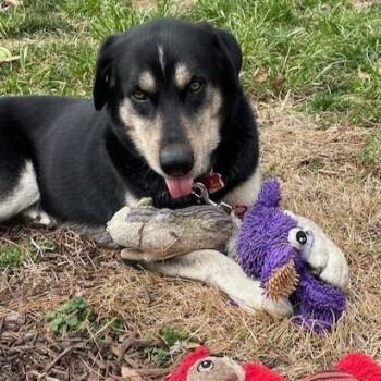 Shepherd and Mixed Breed Dogs Available for Adoption in Richmond, Virginia - Flapjack | PetCurious