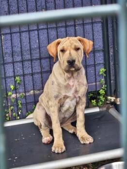 Hope (needs a hero) -  Shar Pei and Mastiff Dog for Adoption in Conway, South Carolina - Hope (needs A Hero) | PetCurious