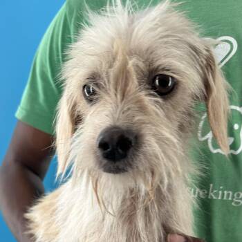 Chad - Local August 28-30 -  Rat Terrier Dog for Adoption in Brookshire, Texas - Chad - Local August 28-30 | PetCurious