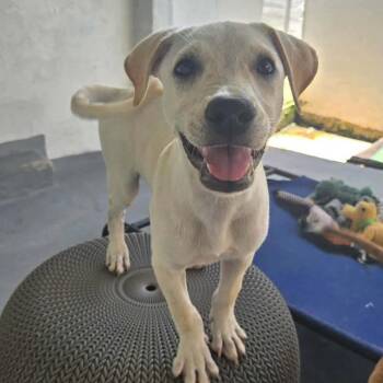 Fozzie Bear -  Labrador Retriever and Pit Bull Terrier Dog for Adoption in Isabela, Isabela - Fozzie Bear | PetCurious