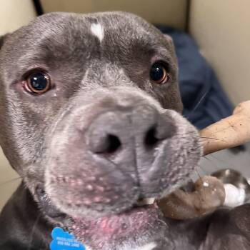 Meatball (C000-151) - Costa Mesa Location -  American Staffordshire Terrier Dog for Adoption in Chino Hills, California - Meatball (C000-151) - Costa Mesa Location | PetCurious