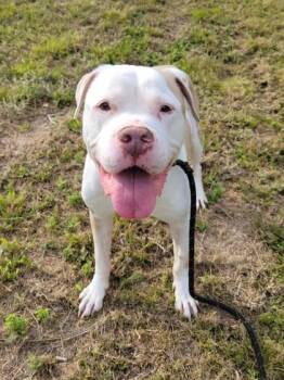 Ceaser - ADOPTED -  Mixed Breed Dog for Adoption in Atlanta, Georgia - Ceaser - ADOPTED | PetCurious
