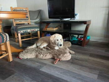 Rescue Akbash Dogs for Adoption in Bountiful, Utah - Riley | PetCurious