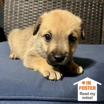 Honeydew -  Shepherd and Labrador Retriever Dog for Adoption in Kanab, Utah - Honeydew | PetCurious