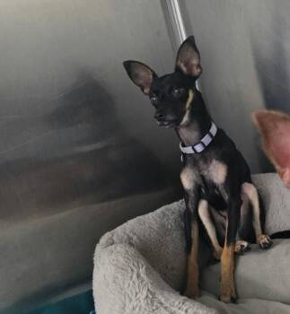 Really -  Chihuahua Dog for Adoption in Phoenix, Arizona - Really | PetCurious