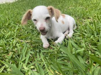 DANBY -  Chihuahua Dog for Adoption in San Antonio, Texas - DANBY | PetCurious