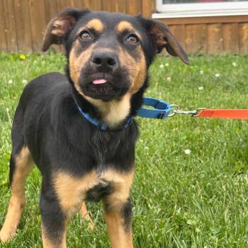 German Shepherd Dog and Coonhound Dogs Available for Adoption in West Des Moines, Iowa - Winterson | PetCurious