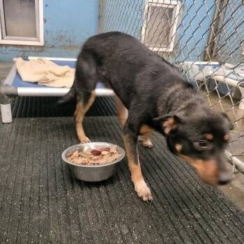 Mixed Breed Dogs Available for Adoption - Taz | PetCurious