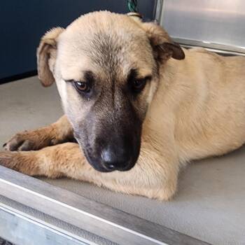 German Shepherd Dog Dogs Available for Adoption in Greenville, South Carolina - Orange | PetCurious