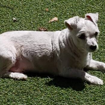 Toby -  Maltese and Poodle Dog for Adoption in West Palm Beach, Florida - Toby | PetCurious