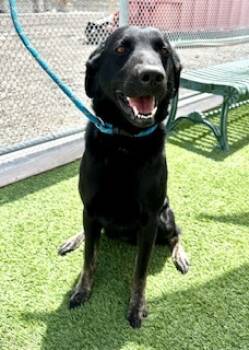 Rescue Labrador Retriever and German Shepherd Dog Dogs for Adoption in Lathrop, California - BODIE | PetCurious