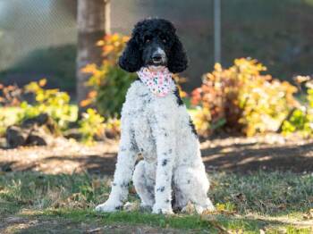 Petra -  Standard Poodle Dog for Adoption in Portland, Oregon - Petra | PetCurious