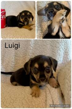 Chihuahua Dogs Available for Adoption in Enterprise, Alabama - Luigi | PetCurious