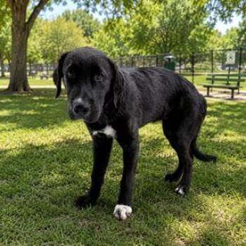 CEREZA -  Labrador Retriever Dog for Adoption in Doral, Florida - CEREZA | PetCurious