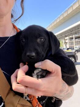 Beau -  Labrador Retriever Dog for Adoption in Seattle, Washington - Beau | PetCurious
