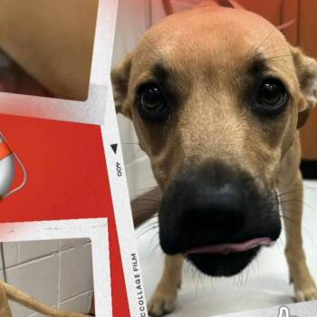 Kiera -  Yellow Labrador Retriever Dog for Adoption in Winder, Georgia - Kiera | PetCurious