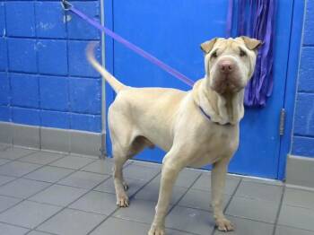 FRED -  Shar Pei and Mixed Breed Dog for Adoption in Albuquerque, New Mexico - FRED | PetCurious