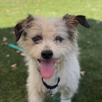 Monte Carlo -  Terrier Dog for Adoption in Walnut Creek, California - Monte Carlo | PetCurious