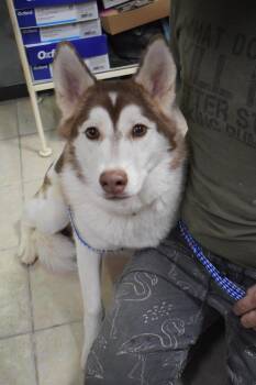 Husky and Mixed Breed Dogs Available for Adoption - Simba | PetCurious