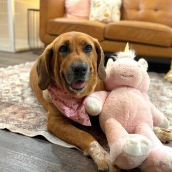 Pumpkin Lumpkin Squishy Princess -  Hound and Redbone Coonhound Dog for Adoption in Friendswood, Texas - Pumpkin Lumpkin Squishy Princess | PetCurious