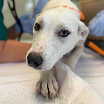 Winifred -  Cattle Dog and Labrador Retriever Dog for Adoption in Nashville, Tennessee - Winifred | PetCurious