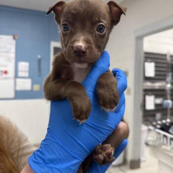 Mixed Breed Dogs Available for Adoption in Indianapolis, Indiana - Truman | PetCurious