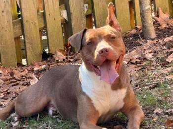 Mixed Breed Dogs Available for Adoption - Jello | PetCurious