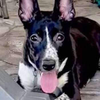 Noelle - WAITING FOR HER FOREVER HOME -  Cattle Dog Dog for Adoption in Thousand Oaks, California - Noelle - WAITING FOR HER FOREVER HOME | PetCurious