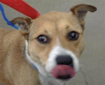 Mixed Breed Dogs Available for Adoption in Dallas, Texas - SHEA | PetCurious