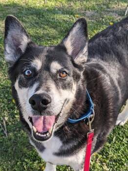 Duke Snowshoe -  Mixed Breed Dog for Adoption in Fairfax, Virginia - Duke Snowshoe | PetCurious