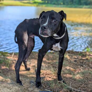 Erik 08-1911 -  Pit Bull Terrier and Mixed Breed Dog for Adoption in Tyrone, Georgia - Erik 08-1911 | PetCurious