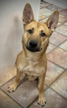 Rescue Belgian Shepherd Malinois and Basenji Dogs for Adoption in Baton Rouge, Louisiana - Stew | PetCurious