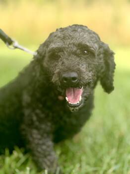 BB-Transport -  Miniature Poodle Dog for Adoption in Gradyville, Kentucky - BB-Transport | PetCurious