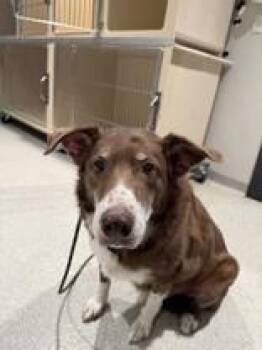 Border Collie Dogs Available for Adoption - Cody | PetCurious