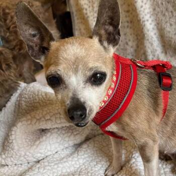 Karma Brown 14135 -  Chihuahua Dog for Adoption in San Francisco, California - Karma Brown 14135 | PetCurious