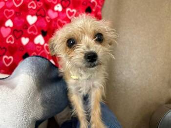 CREE -  Yorkshire Terrier and Poodle Dog for Adoption in Fort Wayne, Indiana - CREE | PetCurious