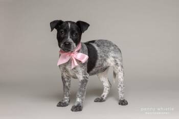 Australian Cattle Dog Blue Heeler and Mixed Breed Dogs Available for Adoption - Frostie | PetCurious