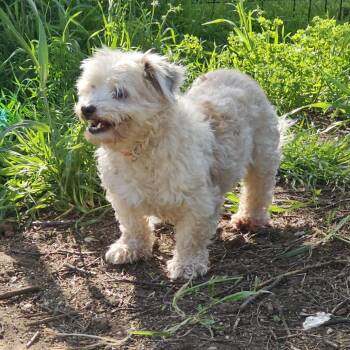 SANDERS -  Miniature Poodle Dog for Adoption in Chico, California - SANDERS | PetCurious