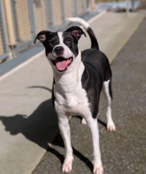 Pit Bull Terrier and Border Collie Dogs Available for Adoption in Coquitlam, British Columbia - Lucy | PetCurious