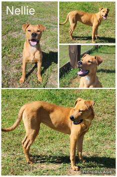 Labrador Retriever Dogs Available for Adoption in Enterprise, Alabama - Nellie | PetCurious