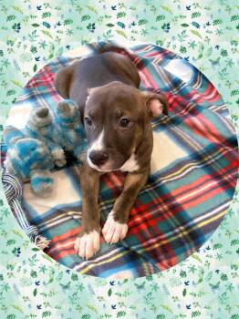 Rescue Cattle Dog and Beagle Dogs for Adoption in Chandler, Arizona - MARIGOLD | PetCurious