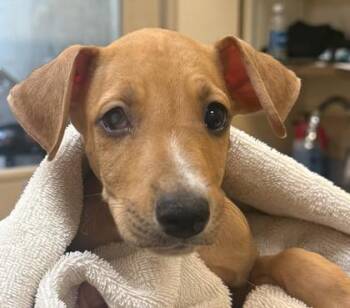 Dory -  Mixed Breed Dog for Adoption in Honolulu, Hawaii - Dory | PetCurious