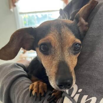 Angel -  Dachshund Dog for Adoption - Angel | PetCurious