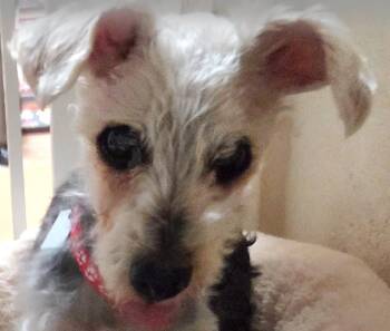 HOMER -  Yorkshire Terrier and Mixed Breed Dog for Adoption in Tucson, Arizona - HOMER | PetCurious
