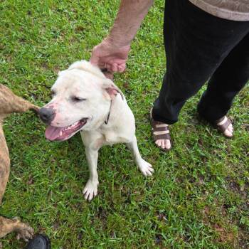 Mixed Breed Dogs Available for Adoption in Columbus, Georgia - 05/09/2026-Stray-LaddStreet-"Blanca Nieves" | PetCurious