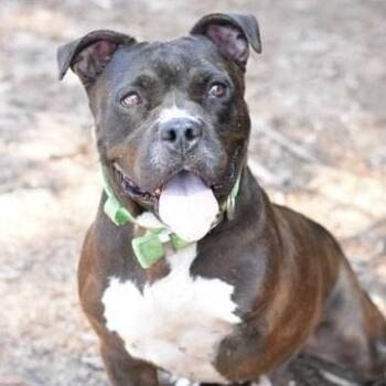 Rescue Boxer and Bulldog Dogs for Adoption in Willis, Texas - Elroy | PetCurious