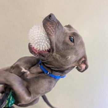 Moca -  Pit Bull Terrier Dog for Adoption in Chicago, Illinois - Moca | PetCurious